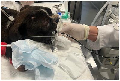 High flow oxygen therapy versus conventional oxygen therapy in dogs and cats undergoing bronchoscopy and bronchoalveolar lavage: a pilot study